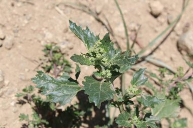 Chenopodiastrum freski ya da Nettle tarafından terk edilmiş kaz ayağı.