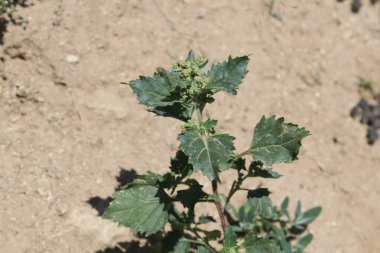 Chenopodiastrum freski ya da Nettle tarafından terk edilmiş kaz ayağı.