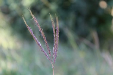 Andropogon Gerardi veya Büyük Bluestem