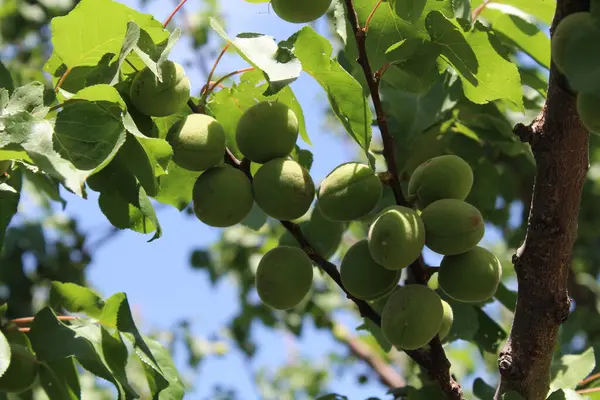 Ağaçtaki kayısı veya erik armeniaca meyveleri
