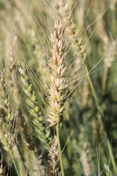 Buğday Mısırı veya Triticum aestivum ekili mahsul