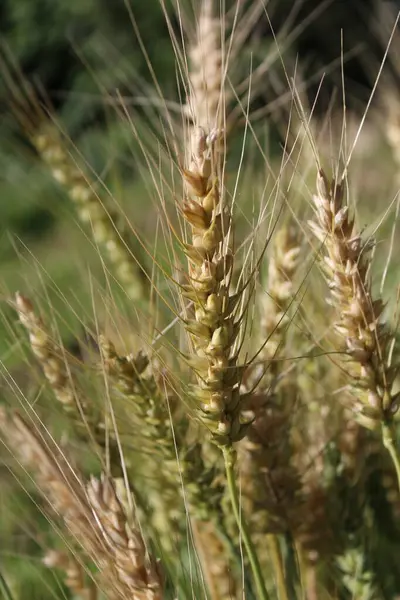 Buğday Mısırı veya Triticum aestivum ekili mahsul