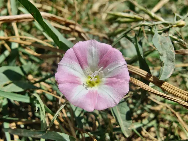 Saha yosunu, Convolvulus arvensis, Plaj sabahı veya Calystegia soldanella