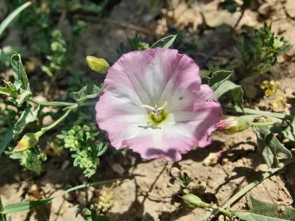 Saha yosunu, Convolvulus arvensis, Plaj sabahı veya Calystegia soldanella