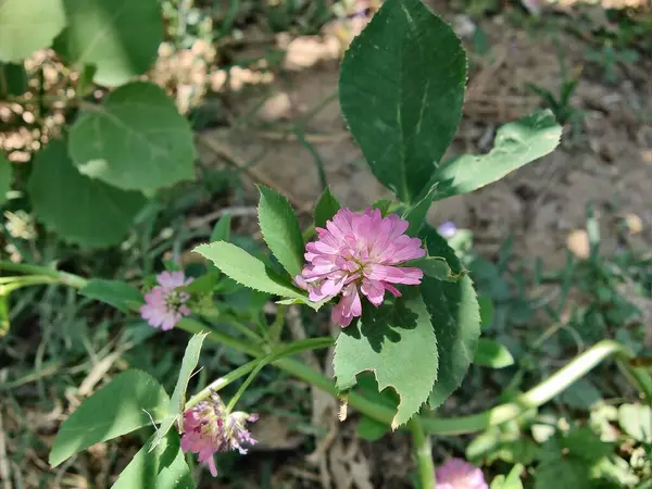 Ters yonca ya da Trifolium resupinatum.