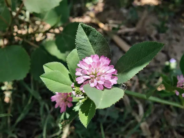 Ters yonca ya da Trifolium resupinatum.