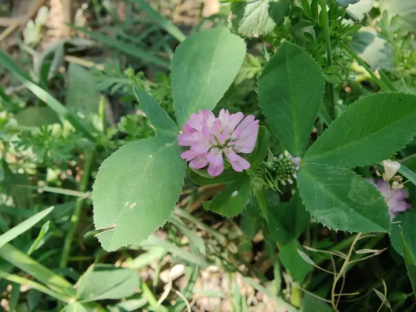 Ters yonca ya da Trifolium resupinatum.