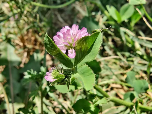 Ters yonca ya da Trifolium resupinatum.