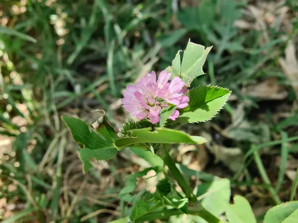 Ters yonca ya da Trifolium resupinatum.