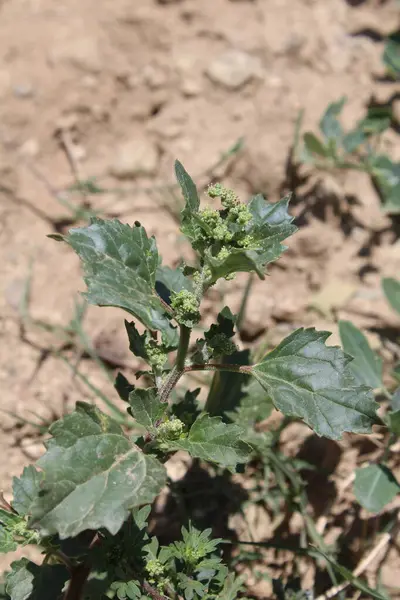 Chenopodiastrum freski ya da Nettle tarafından terk edilmiş kaz ayağı.