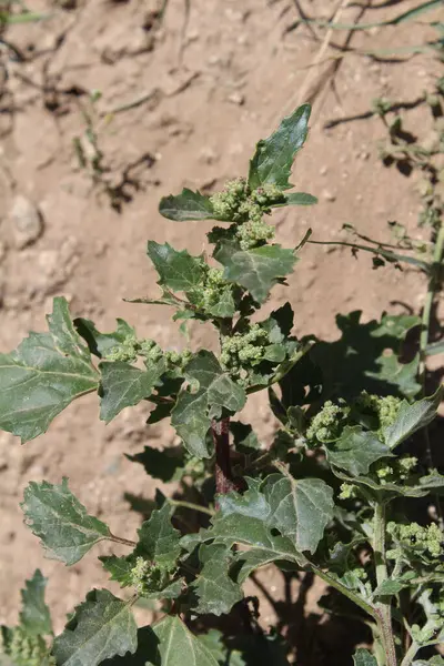 Chenopodiastrum freski ya da Nettle tarafından terk edilmiş kaz ayağı.
