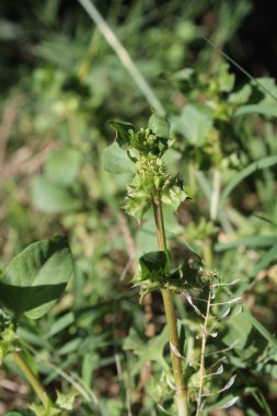 Rumex spinosus, Emex spinosa veya üç köşeli kriko fabrikası