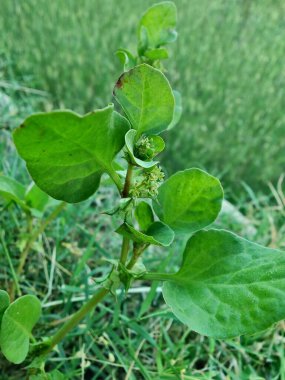 Rumex spinosus, Emex spinosa veya üç köşeli kriko fabrikası