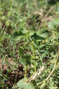 Rumex spinosus, Emex spinosa veya üç köşeli kriko fabrikası