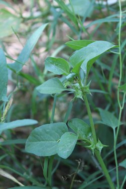 Rumex spinosus, Emex spinosa veya üç köşeli kriko fabrikası