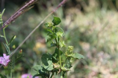 Rumex spinosus, Emex spinosa veya üç köşeli kriko fabrikası