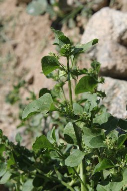 Rumex spinosus, Emex spinosa veya üç köşeli kriko fabrikası