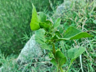 Rumex spinosus, Emex spinosa veya üç köşeli kriko fabrikası