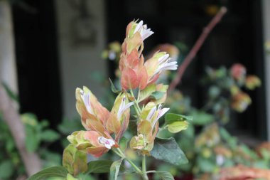 Justicia Brandegeeana veya Karides Bitkisi