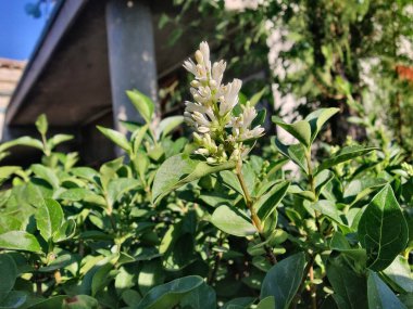 Ligustrum japonicum, Japon mahrem yeri ya da Balmumu yaprağı özel bitkisi ve çiçekler.