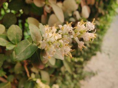 Ligustrum japonicum, Japon mahrem yeri ya da Balmumu yaprağı özel bitkisi ve çiçekler.