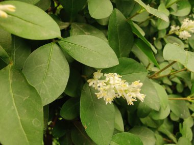 Ligustrum japonicum, Japon mahrem yeri ya da Balmumu yaprağı özel bitkisi ve çiçekler.