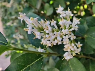Ligustrum japonicum, Japon mahrem yeri ya da Balmumu yaprağı özel bitkisi ve çiçekler.