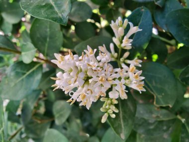 Ligustrum japonicum, Japon mahrem yeri ya da Balmumu yaprağı özel bitkisi ve çiçekler.
