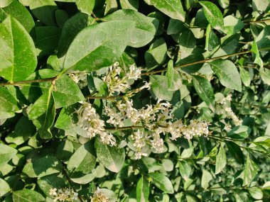 Ligustrum japonicum, Japon mahrem yeri ya da Balmumu yaprağı özel bitkisi ve çiçekler.
