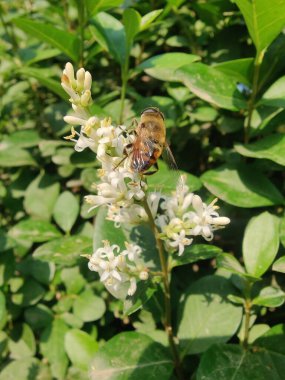 Ligustrum japonicum, Japon mahrem yeri ya da Balmumu yaprağı özel bitkisi ve çiçekler.