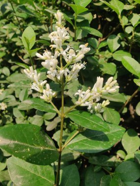 Ligustrum japonicum, Japon mahrem yeri ya da Balmumu yaprağı özel bitkisi ve çiçekler.