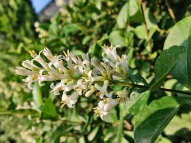 Ligustrum japonicum, Japon mahrem yeri ya da Balmumu yaprağı özel bitkisi ve çiçekler.
