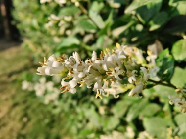 Ligustrum japonicum, Japon mahrem yeri ya da Balmumu yaprağı özel bitkisi ve çiçekler.