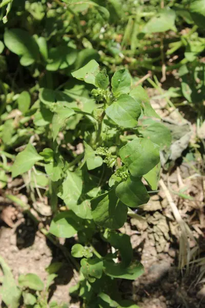 Rumex spinosus, Emex spinosa veya üç köşeli kriko fabrikası