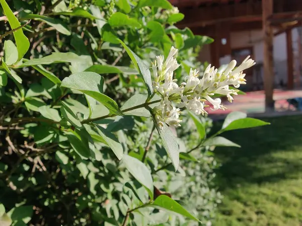 Ligustrum japonicum, Japon mahrem yeri ya da Balmumu yaprağı özel bitkisi ve çiçekler.