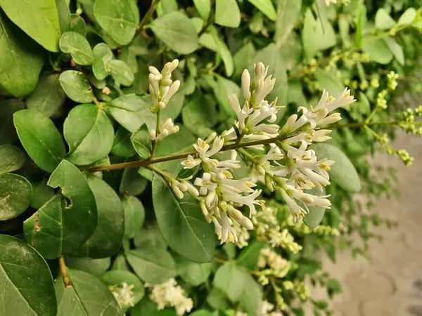 Ligustrum japonicum, Japon mahrem yeri ya da Balmumu yaprağı özel bitkisi ve çiçekler.