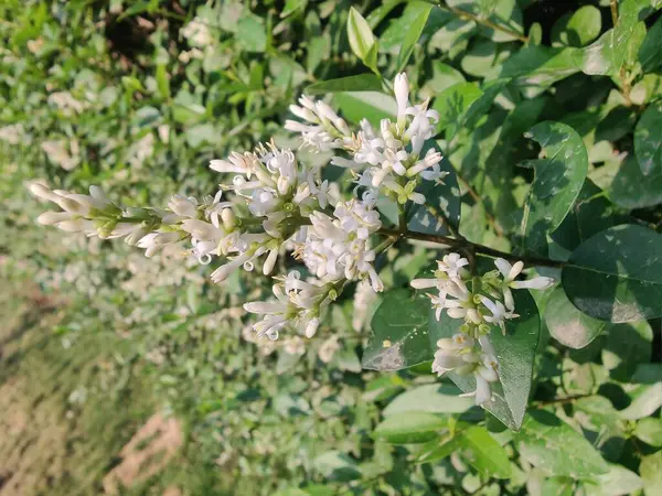 Ligustrum japonicum, Japon mahrem yeri ya da Balmumu yaprağı özel bitkisi ve çiçekler.
