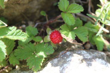Çilek, Fragaria ya da bitkisindeki Ananassa taze meyveleri.