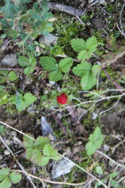 Çilek, Fragaria ya da bitkisindeki Ananassa taze meyveleri.