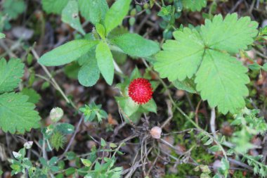 Çilek, Fragaria ya da bitkisindeki Ananassa taze meyveleri.