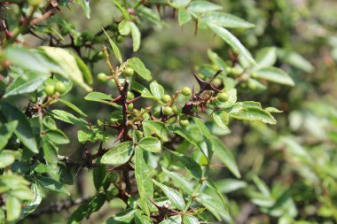 Taze kanatlı dikenli kül, Zanthoxylum armatum veya rattan biberi