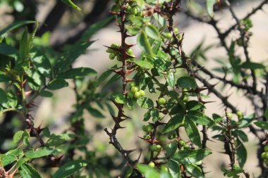 Taze kanatlı dikenli kül, Zanthoxylum armatum veya rattan biberi
