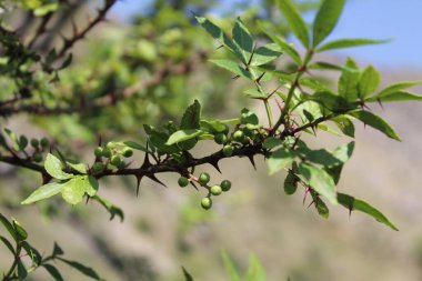 Taze kanatlı dikenli kül, Zanthoxylum armatum veya rattan biberi