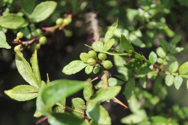 Taze kanatlı dikenli kül, Zanthoxylum armatum veya rattan biberi