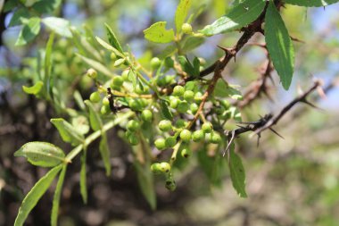 Taze kanatlı dikenli kül, Zanthoxylum armatum veya rattan biberi