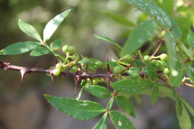 Taze kanatlı dikenli kül, Zanthoxylum armatum veya rattan biberi