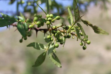 Taze kanatlı dikenli kül, Zanthoxylum armatum veya rattan biberi