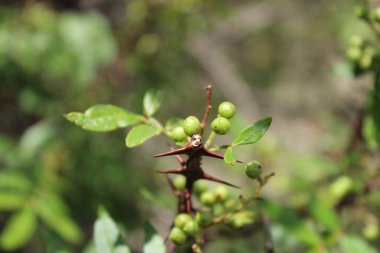 Taze kanatlı dikenli kül, Zanthoxylum armatum veya rattan biberi