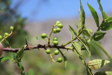Taze kanatlı dikenli kül, Zanthoxylum armatum veya rattan biberi