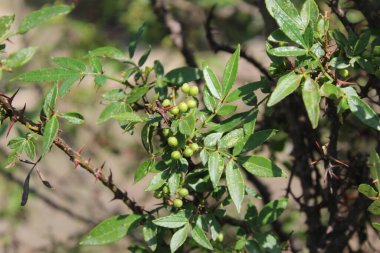 Taze kanatlı dikenli kül, Zanthoxylum armatum veya rattan biberi